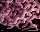 Campylobacter jejuni image